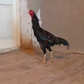 juja