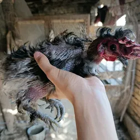кирпи японский
