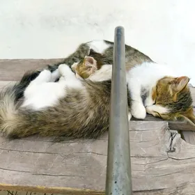 Pishik ( Кошки )