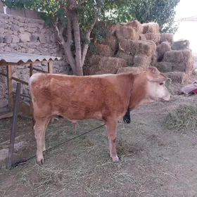 Okuzce