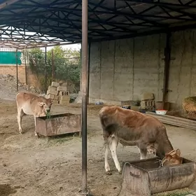 Okuzce 2sany
