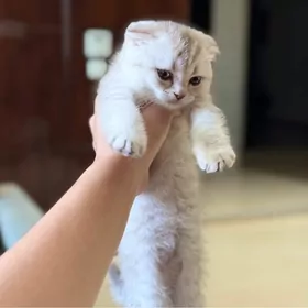 шотландский котенок