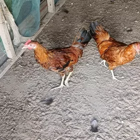 Хораз