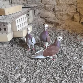 kepderi