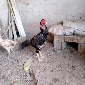 Horaz