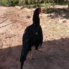 Horaz