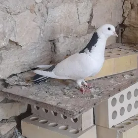 kepderi