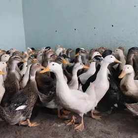 gak gak ordek