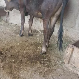 okuz tuwe sygyr