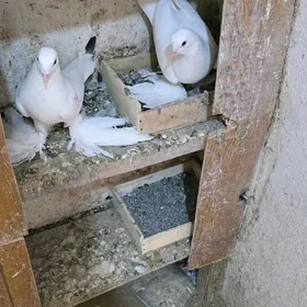 Домашние животные /голуби /