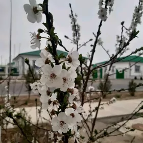 Taze Zaman тазе заман
