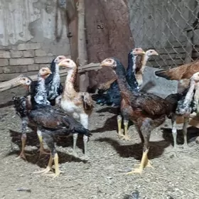 Баес