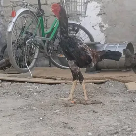 Taşkent