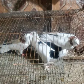 Kepderi Голуби