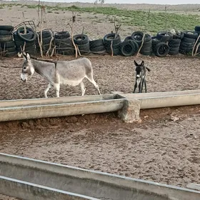 KÜRRELİ.EŞEK.