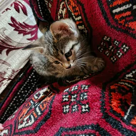 Pişik