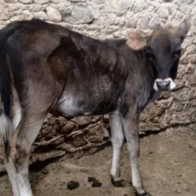 gaçar