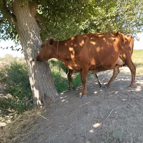 goleli inek süt baryar