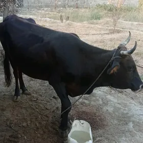 Sygyr