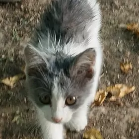 отдам котенка