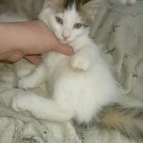 котёнок