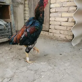 horaz