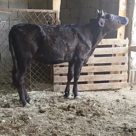Tohum Tüwe