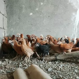 3aý bolup baryan jüýje