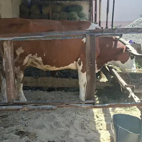 simmental sygyr bogaz