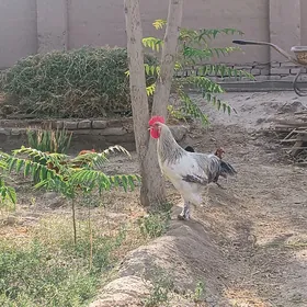 Paroda Horaz