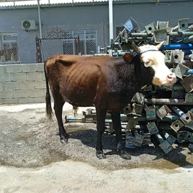 öküz