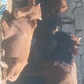 öküzçe tüwe öküz göle