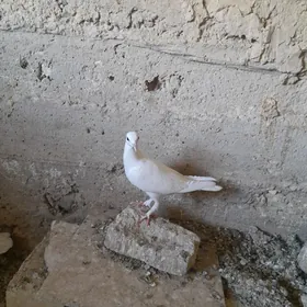 kepderi