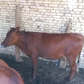 Gulajyn