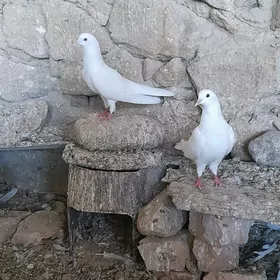 kepderi