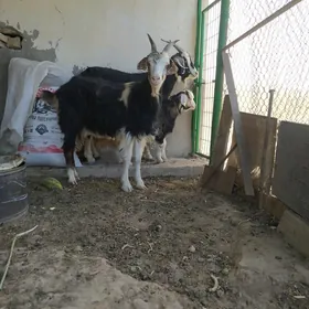 Geçi owlakly geçi.