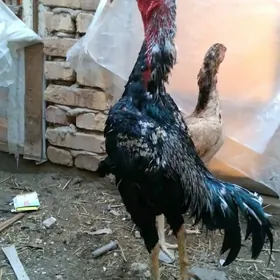 juja