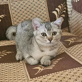 кошка pişik