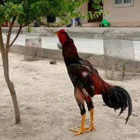 horaz