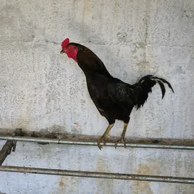Horaz