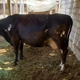 GBIRIT SYGYR