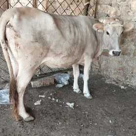 sygyr