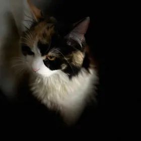 кошка