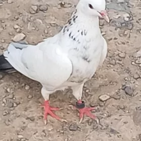 kepderi