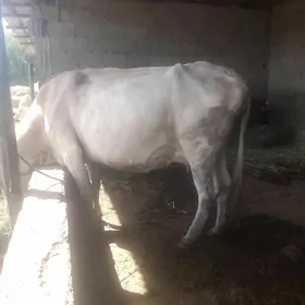 sygyr