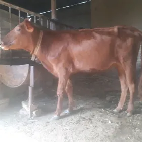gulajyn