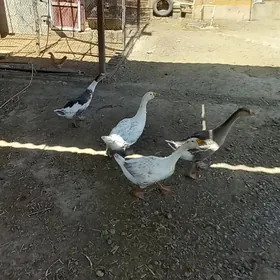 Guslar
