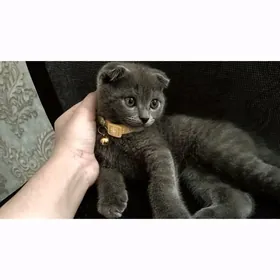 Шотландский вислоухий