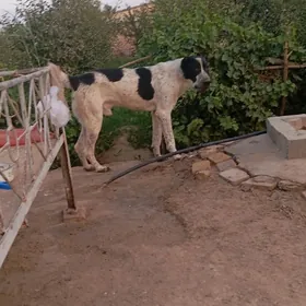 It