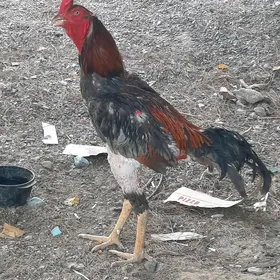 Tasket horaz
